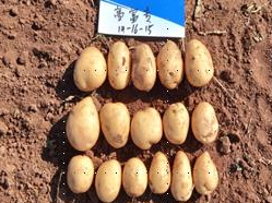 示范田种薯.jpg 示范田种薯.jpg