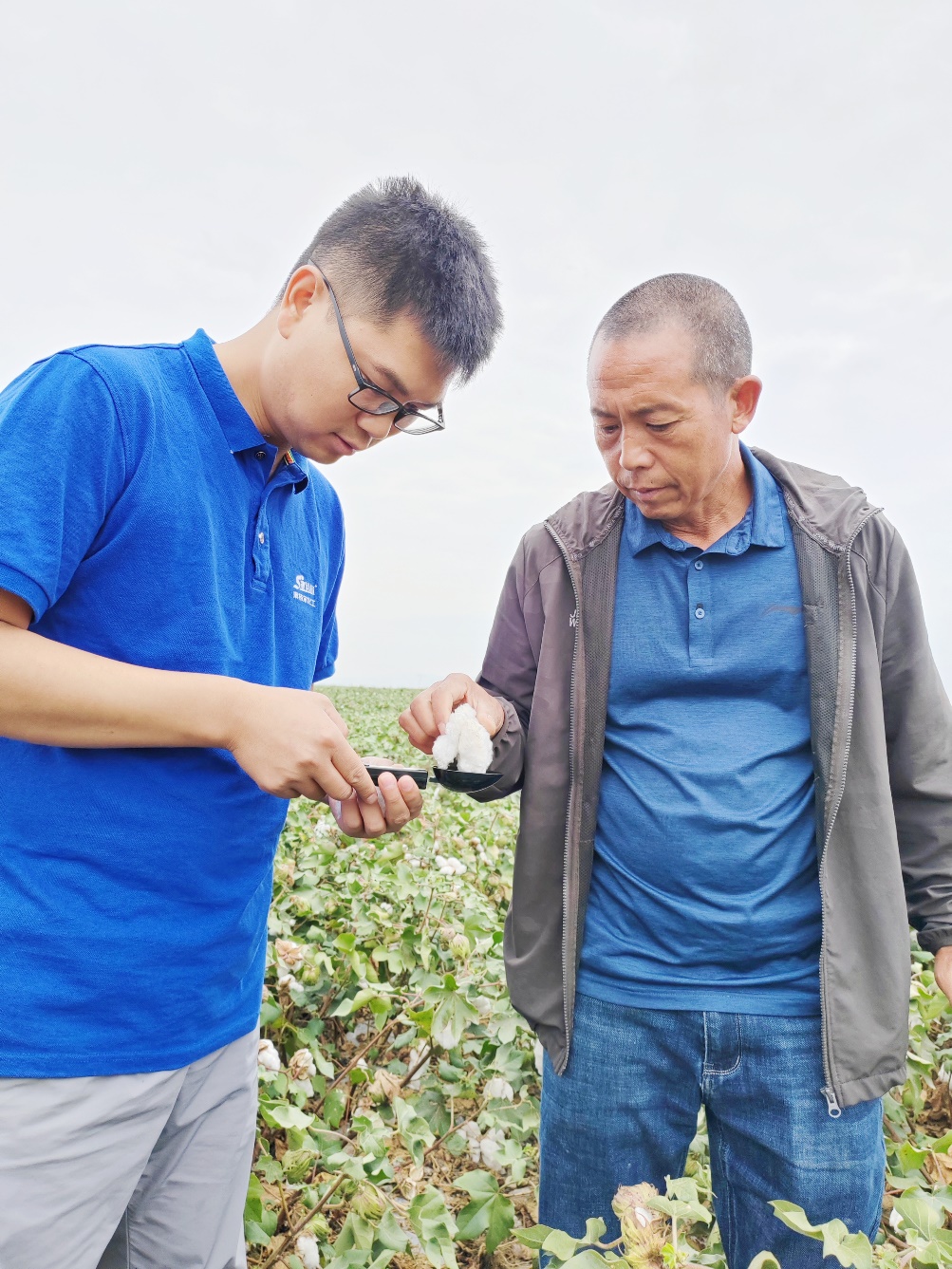 威廉希尔500欧洲指数农艺师李春侨(左),在种植户陈克明(右)的棉田进行单铃测重,预估产量.jpg 威廉希尔500欧洲指数农艺师李春侨(左),在种植户陈克明(右)的棉田进行单铃测重,预估产量.jpg