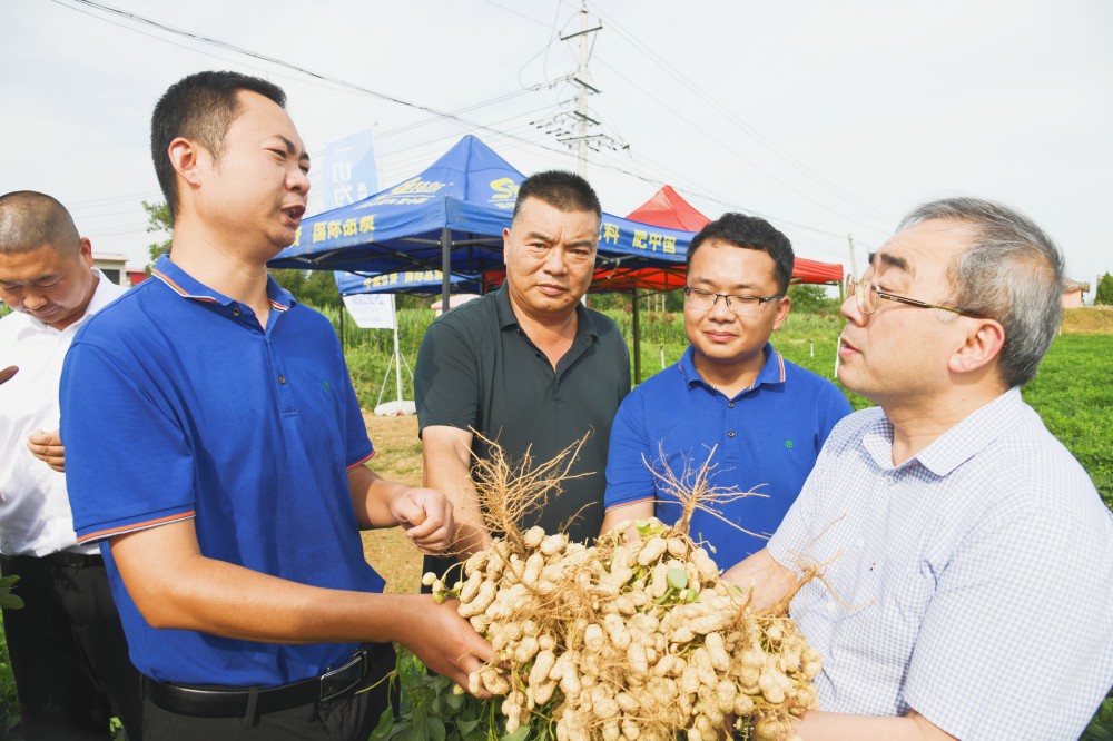 李飞（左一）向张新友院士（右一）介绍花生示范田种植情况.jpg