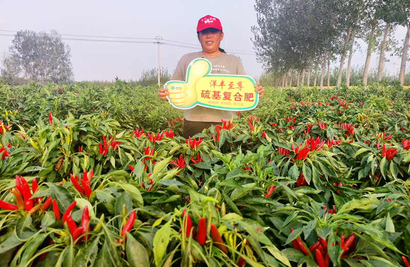 种植户:田美霞_副本.jpg 种植户:田美霞_副本.jpg