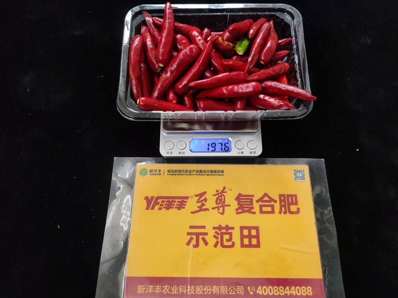 9月26日示范田整株鲜果重:197.6g,亩产395kg_副本.jpg 9月26日示范田整株鲜果重:197.6g,亩产395kg_副本.jpg