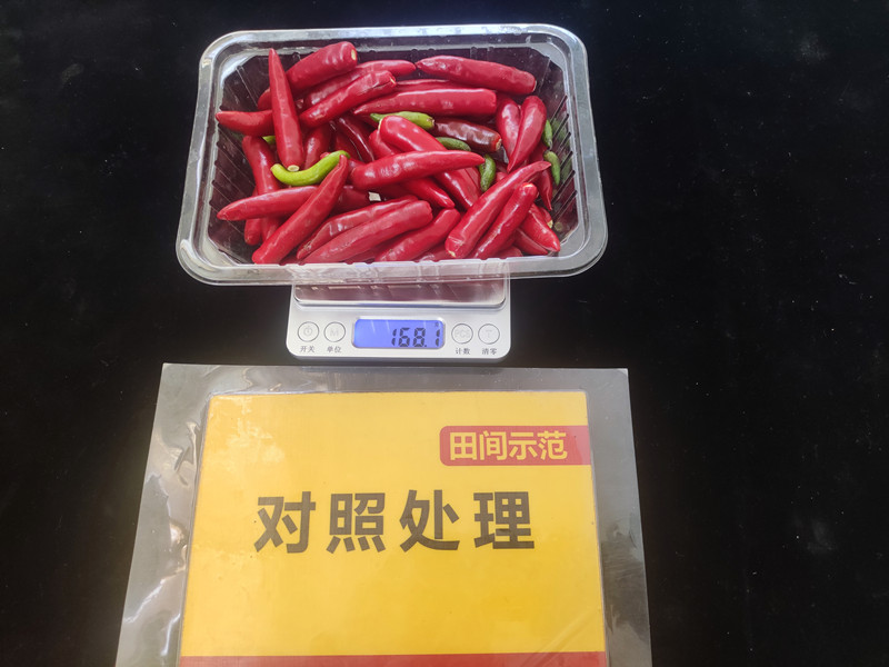 9月26日对照整株鲜果重:168.1g,亩产336kg_副本.jpg 9月26日对照整株鲜果重:168.1g,亩产336kg_副本.jpg