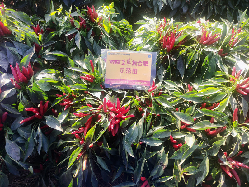 9月12日洋丰至尊朝天椒无嫩头,椒果匀称_副本.jpg 9月12日洋丰至尊朝天椒无嫩头,椒果匀称_副本.jpg