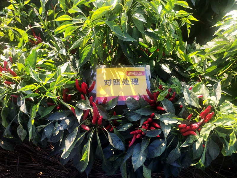 9月12日对照朝天椒嫩头多,椒果不均匀_副本.jpg 9月12日对照朝天椒嫩头多,椒果不均匀_副本.jpg