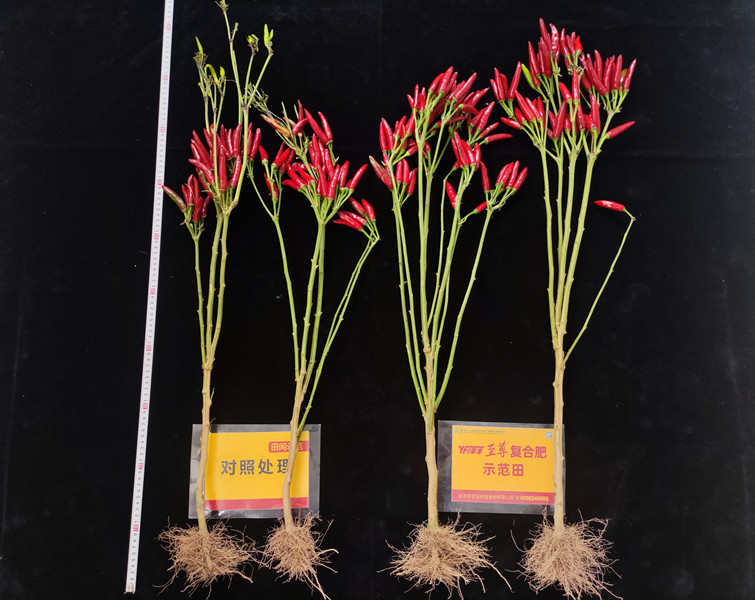 9月26日跟踪测产整个植株对比_副本.jpg 9月26日跟踪测产整个植株对比_副本.jpg