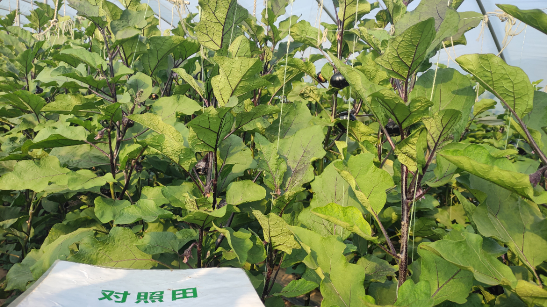 对照田茄子长势图.jpg 对照田茄子长势图.jpg