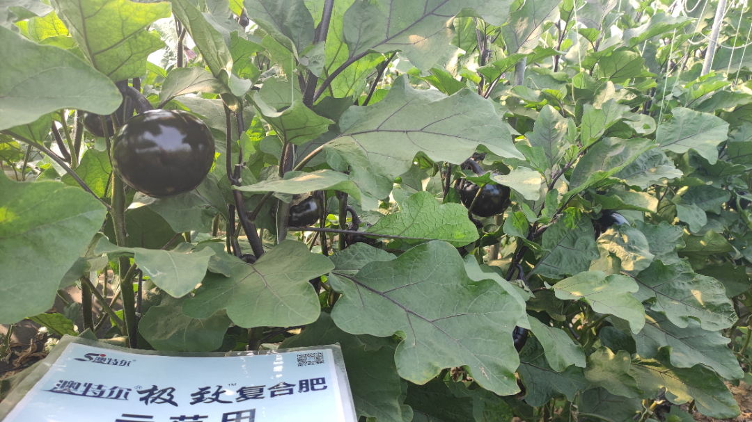 示范田茄子长势.jpg 示范田茄子长势.jpg