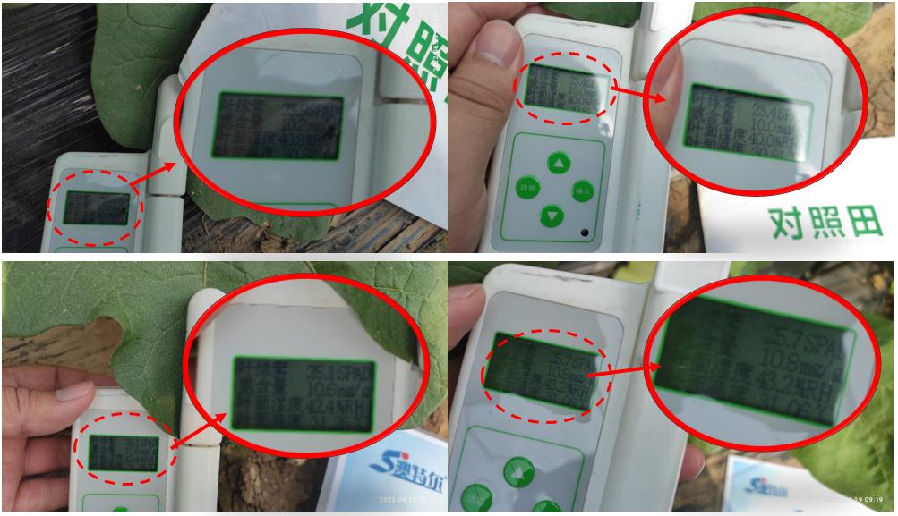 对照田叶绿素测定1.jpg 对照田叶绿素测定1.jpg